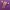 Supreme Casual T-shirt Pria purple photo 5