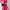 Casual Casual dress Wanita pink photo 1