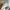 Uniqlo Luxury Pakaian Nasional Kemeja Kids white photo 4