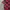 LAINE Vintage Casual shirt Pria red black photo 5