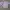 Mahagrid Casual Sweatshirt Pria purple photo 4