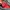Nike Streetwear Y2K Bag Pria red gray photo 5