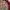 Burberry Luxury Harrington jacket Pria red photo 7