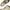 Timberland Streetwear Boots Pria Tan