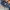 Levi's Vintage Grunge Jeans Pria navy blue photo 4