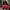Casual Bomber jacket Pria red black photo 3