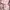 Victoria’s Secret Streetwear Casual Tas Dompet Wanita Pink
