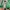 WHO.A.U Streetwear Suit Pria green photo 3