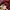 WHO.A.U Casual Suit Pria burgundy photo 3