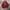WHO.A.U Casual Suit Pria burgundy photo 1