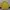 Adidas Sportswear Jersey Pria yellow photo 2