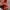 Pancoat Luxury Suit Pria white red photo 5