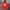 Pancoat Futurist Suit Pria Red