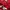 Pancoat Streetwear Fairy Suit Pria red photo 4