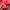 Pancoat Streetwear Fairy Suit Pria red photo 5