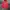 Pancoat Gorpcore Sportswear Suit Pria red photo 1