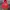 Pancoat Gorpcore Sportswear Suit Pria Red