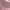 Giordano Casual Cardigan Wanita pink photo 4