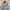 Russell Athletic Vintage Y2K Hoody Pria Gray