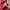 Canterbury Sportswear Jersey Pria red photo 5