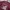 Uniqlo Sportswear Jersey Pria burgundy photo 3