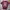 Uniqlo Sportswear Jersey Pria burgundy photo 2