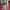 GAP Streetwear Casual Casual dress Wanita pink photo 7