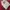 Dickies Streetwear Casual Sweatshirt Pria white red photo 1