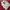 Dickies Streetwear Casual Sweatshirt Pria White Red