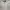 Oioi Streetwear Casual Sweatshirt Pria cream photo 5