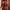 Coquette Casual Nightgown Wanita Red