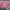 Minimalist Wanita pink photo 1