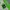 Helly Hansen Gorpcore Windbreaker Pria green photo 7