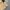 Gorpcore Puffer jacket Pria tan photo 5