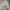 Reebok Sportswear Sweatshirt Pria cream photo 1
