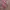 Japanese brand Y2K Lolita Belt Wanita pink photo 2