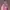 Japanese brand Y2K Lolita Belt Wanita pink photo 3