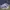Adidas Streetwear Sportswear Sneakers Pria white gray photo 4