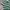 Lacoste Casual Polo shirt Pria green photo 3