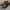 Luxury Dress shoe Pria brown photo 2
