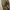 Luxury Dress shoe Pria brown photo 6