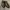 Luxury Dress shoe Pria brown photo 1
