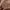 Avirex Vintage Pria brown photo 3