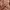 Avirex Vintage Pria Brown