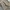 Carhartt Vintage Y2K Dungaree Pria tan cream photo 3
