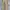 Carhartt Vintage Y2K Dungaree Pria tan cream photo 1