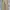 Carhartt Vintage Y2K Dungaree Pria Tan Cream
