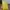 Minimalist Other Pria yellow photo 1