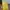 Minimalist Other Pria Yellow