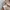 Dickies Streetwear Hoody Wanita multicolor photo 6